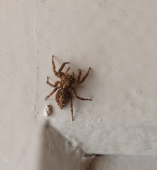 Plexippus paykulli