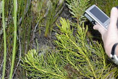 Leucadendron platyspermum