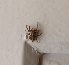 Plexippus paykulli