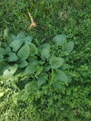 Phlomoides tuberosa