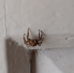 Plexippus paykulli