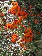Daviesia flexuosa