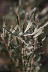 Leucadendron cinereum