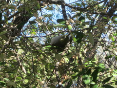 Zosterops lateralis chloronotus