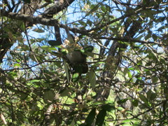 Zosterops lateralis chloronotus