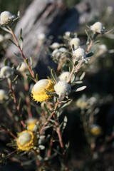 Leucadendron cinereum