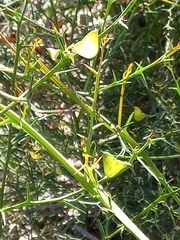 Daviesia flexuosa