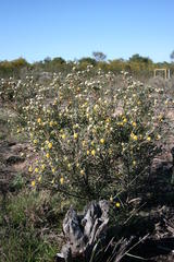 Leucadendron cinereum