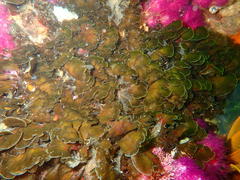 Exallosorus harveyanus