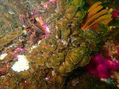 Exallosorus harveyanus