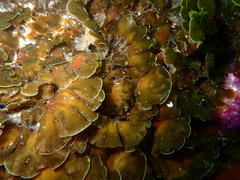 Exallosorus harveyanus