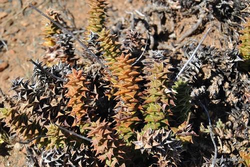 Haworthia foliolosa (Haw.) Haw. 4