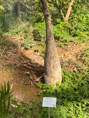 Cavanillesia chicamochae