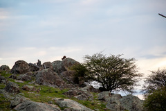 Osphranter robustus robustus