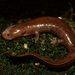 Paddle-tailed Newts - Photo (c) Lu Chen, some rights reserved (CC BY-NC), uploaded by Lu Chen