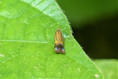 Tricyanaula aurantiaca