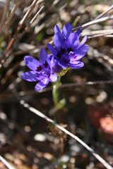 Codonorhiza azurea