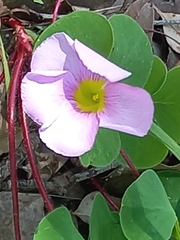 Oxalis purpurea