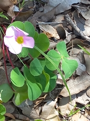 Oxalis purpurea