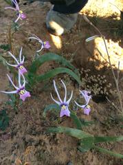 Nemesia cheiranthus