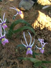 Nemesia cheiranthus