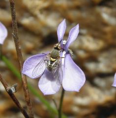 Phthiriinae