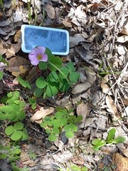Oxalis purpurea