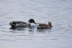 Anas platyrhynchos domesticus