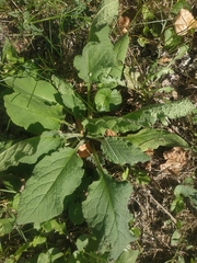 Phlomoides tuberosa