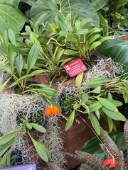 Masdevallia ignea