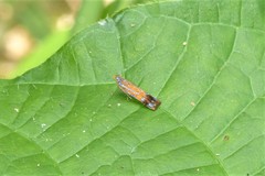 Tricyanaula aurantiaca