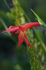 Gladiolus priorii
