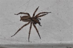 Barronopsis jeffersi