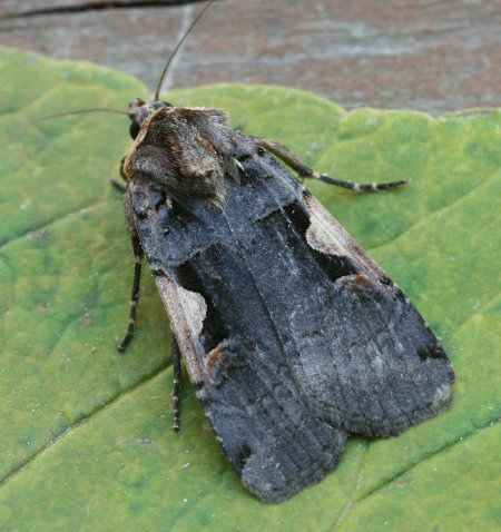 Greater Black-letter Dart Moth (Butterflies and Moths of Floracliff ...