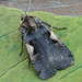 Greater Black-letter Dart - Photo (c) Seabrooke Leckie, some rights reserved (CC BY-NC-ND)