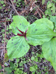 Trillium angustipetalum