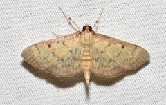 Herpetogramma fluctuosalis