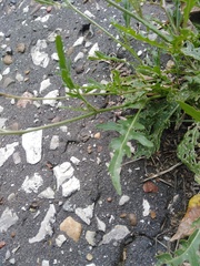 Diplotaxis tenuifolia