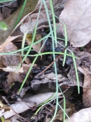 Diplotaxis tenuifolia