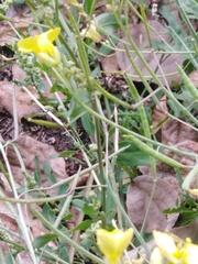 Diplotaxis tenuifolia