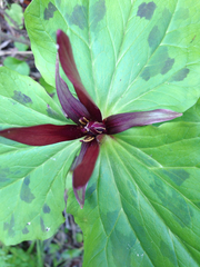 Trillium angustipetalum