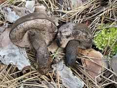 Tylopilus griseocarneus