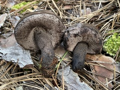 Tylopilus griseocarneus