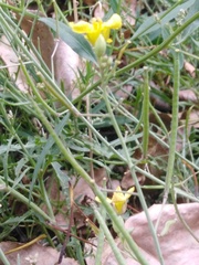 Diplotaxis tenuifolia