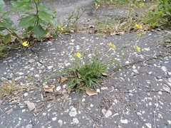 Diplotaxis tenuifolia