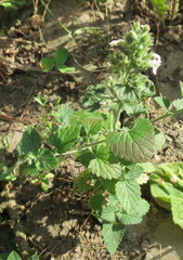 Nepeta × faassenii