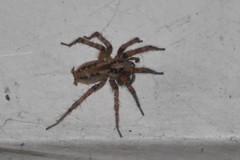 Barronopsis jeffersi