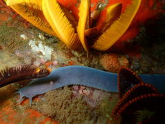 Eptatretus hexatrema