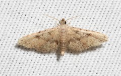 Idaea bonifata