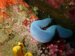 Eptatretus hexatrema